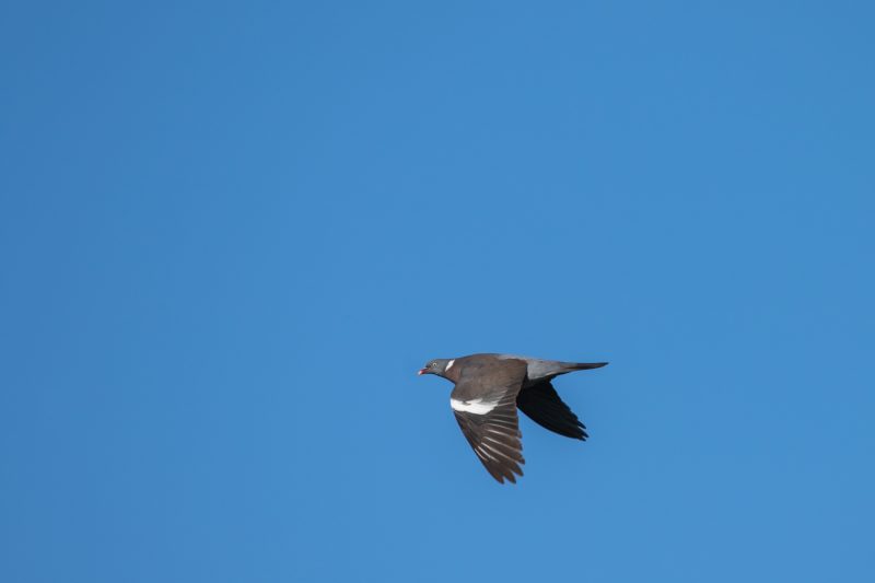 Pigeon ramier en vol